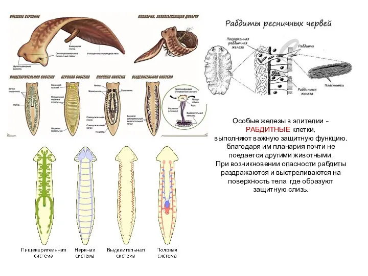 Особые железы в эпителии - РАБДИТНЫЕ клетки, выполняют важную защитную функцию, благодаря