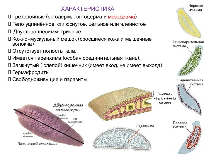 ХАРАКТЕРИСТИКА Трехслойные (эктодерма, энтодерма и мезодерма) Тело удлинённое, сплюснутое, цельное или членистое