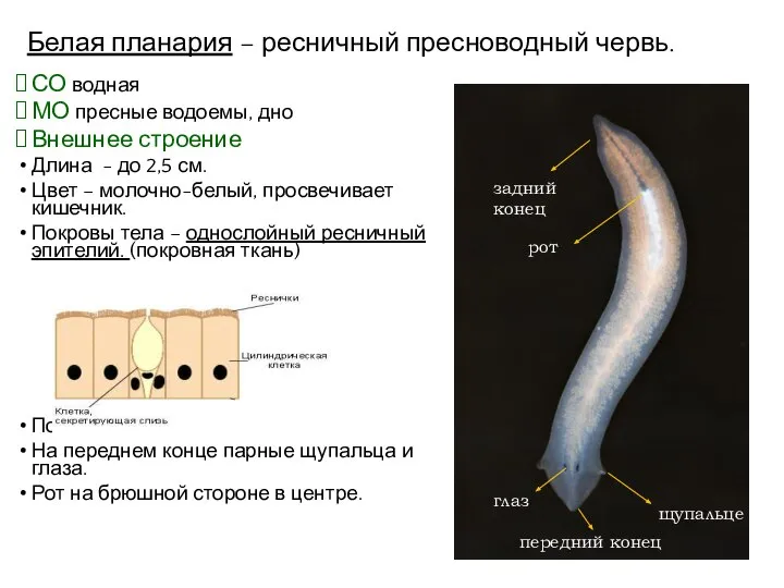 Белая планария – ресничный пресноводный червь. СО водная МО пресные водоемы, дно
