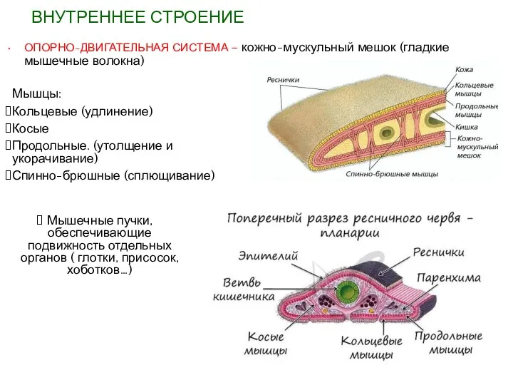 ОПОРНО-ДВИГАТЕЛЬНАЯ СИСТЕМА – кожно-мускульный мешок (гладкие мышечные волокна) Мышцы: Кольцевые (удлинение) Косые