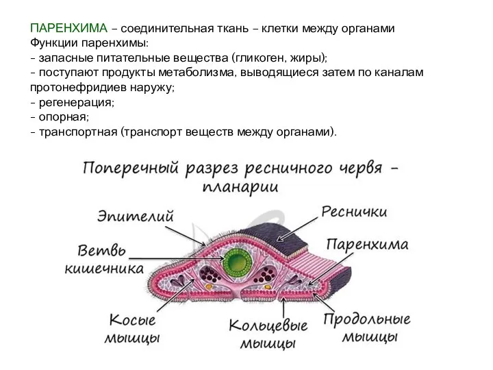 ПАРЕНХИМА – соединительная ткань – клетки между органами Функции паренхимы: - запасные