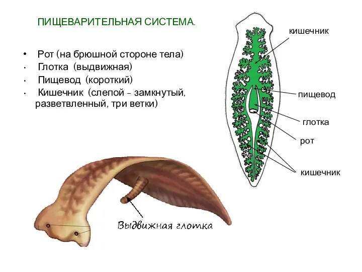 ПИЩЕВАРИТЕЛЬНАЯ СИСТЕМА. Рот (на брюшной стороне тела) Глотка (выдвижная) Пищевод (короткий) Кишечник