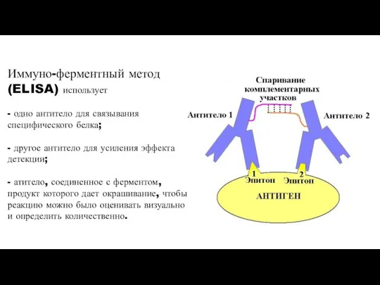 Иммуно-ферментный метод (ELISA) использует - одно антитело для связывания специфического белка; -