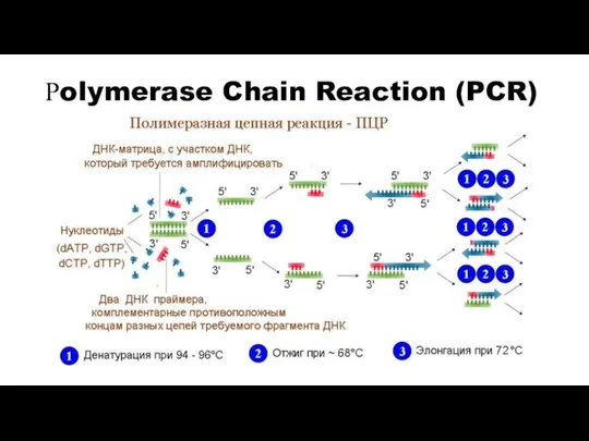 Рolymerase Chain Reaction (PCR)