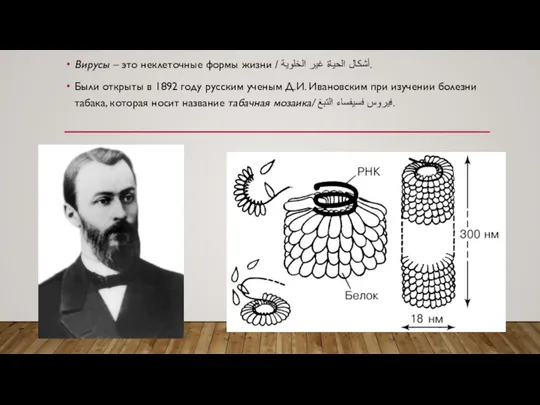 Вирусы – это неклеточные формы жизни / أشكال الحياة غير الخلوية. Были