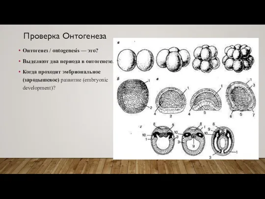 Проверка Онтогенеза Онтогенез / ontogenesis — это? Выделяют два периода в онтогенезе.