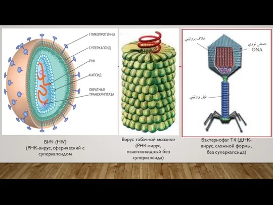 ВИЧ (HIV) (РНК-вирус, сферический с суперкапсидом Вирус табачной мозаики (РНК-вирус, палочковидный без