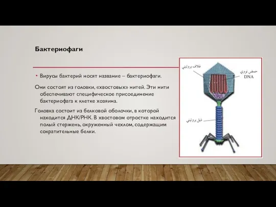 Бактериофаги Вирусы бактерий носят название – бактериофаги. Они состоят из головки, «хвостовых»