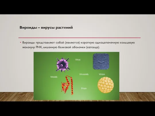 Вироиды – вирусы растений Вироиды представляют собой (являются) короткую одноцепочечную кольцевую молекулу