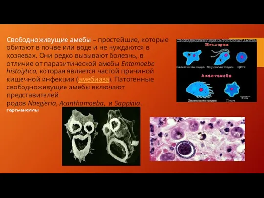Свободноживущие амебы – простейшие, которые обитают в почве или воде и не