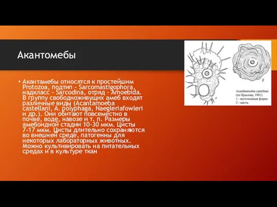 Акантомебы Акантамебы относятся к простейшим Protozoa, подтип - Sarcomastigophora, надкласс - Sarcodina,
