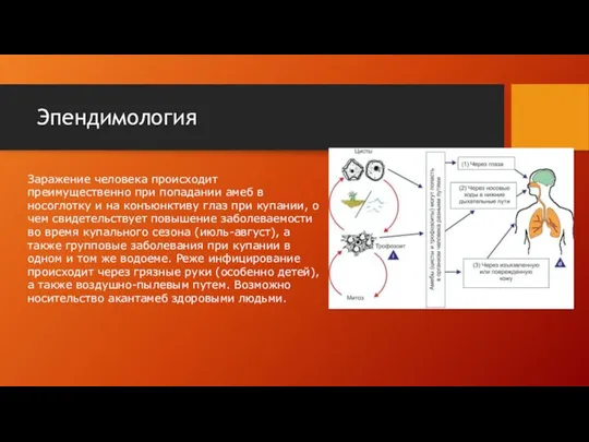 Эпендимология Заражение человека происходит преимущественно при попадании амеб в носоглотку и на