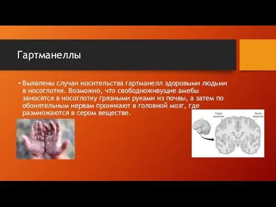 Гартманеллы Выявлены случаи носительства гартманелл здоровыми людьми в но­соглотке. Возможно, что свободноживущие