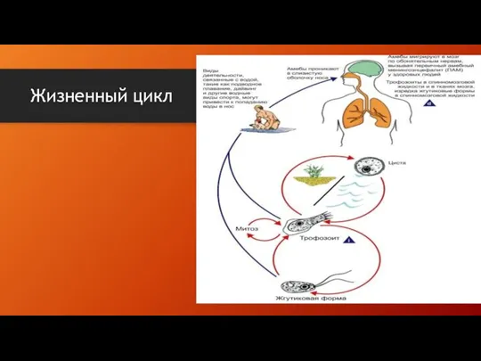 Жизненный цикл