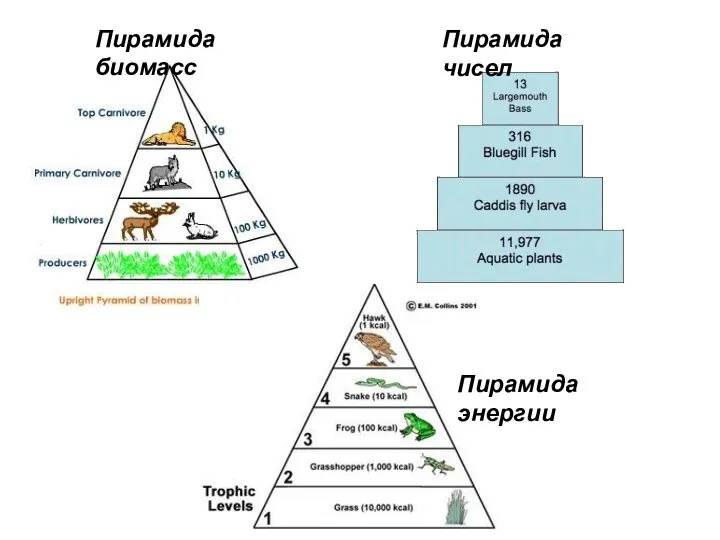 Пирамида биомасс Пирамида чисел Пирамида энергии