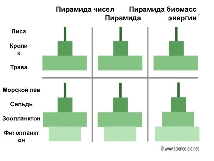 Пирамида чисел Пирамида биомасс Пирамида энергии Лиса Кролик Трава Морской лев Сельдь Зоопланктон Фитопланктон