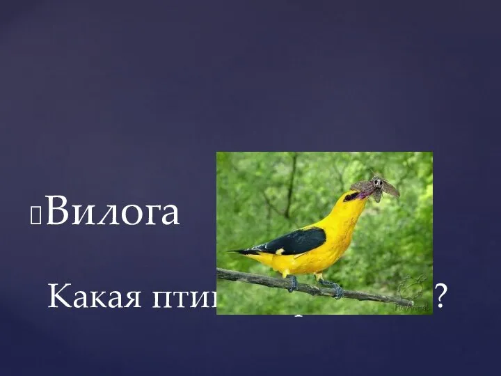 Какая птица спряталась? Вилога Иволга