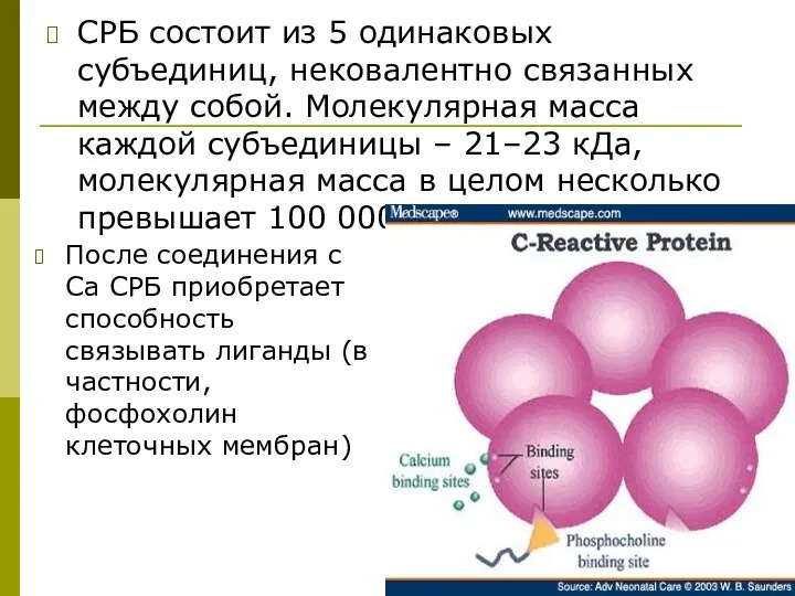 СРБ состоит из 5 одинаковых субъединиц, нековалентно связанных между собой. Молекулярная масса