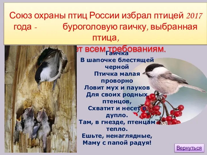 Вернуться Союз охраны птиц России избрал птицей 2017 года - буроголовую гаичку,