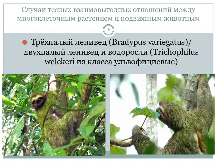 Случаи тесных взаимовыгодных отношений между многоклеточным растением и подвижным животным Трёхпалый ленивец