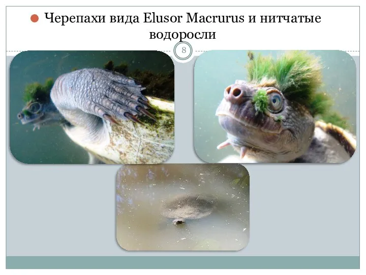 Черепахи вида Elusor Macrurus и нитчатые водоросли