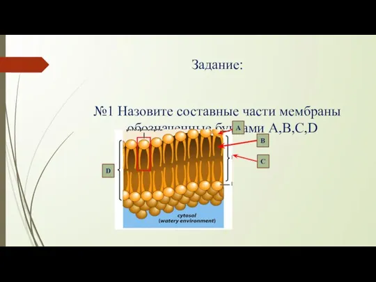 Задание: №1 Назовите составные части мембраны обозначенные буквами А,В,С,D В А D С