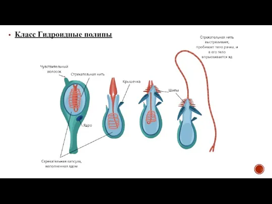 Класс Гидроидные полипы