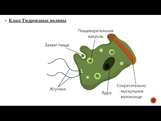 Класс Гидроидные полипы