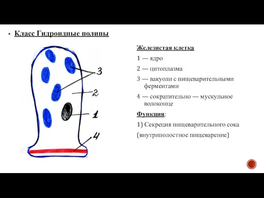 Класс Гидроидные полипы Железистая клетка 1 — ядро 2 — цитоплазма 3