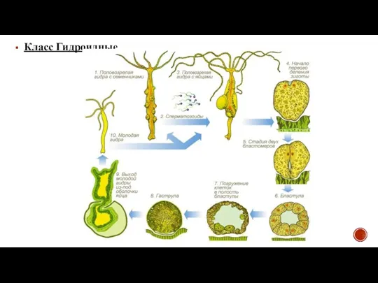 Класс Гидроидные