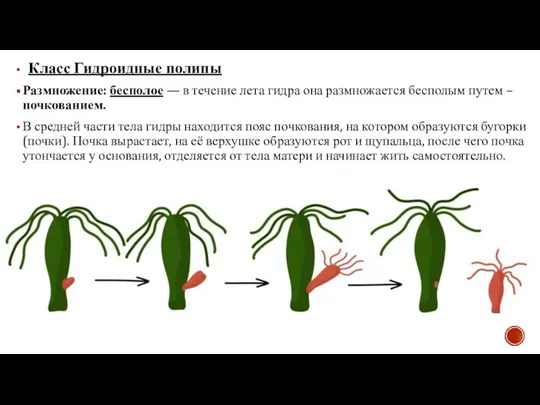 Класс Гидроидные полипы Размножение: бесполое — в течение лета гидра она размножается