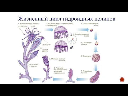 Жизненный цикл гидроидных полипов