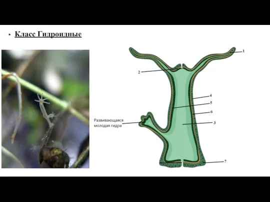 Класс Гидроидные