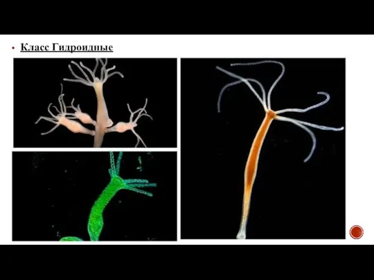 Класс Гидроидные
