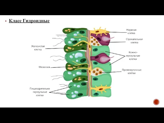 Класс Гидроидные