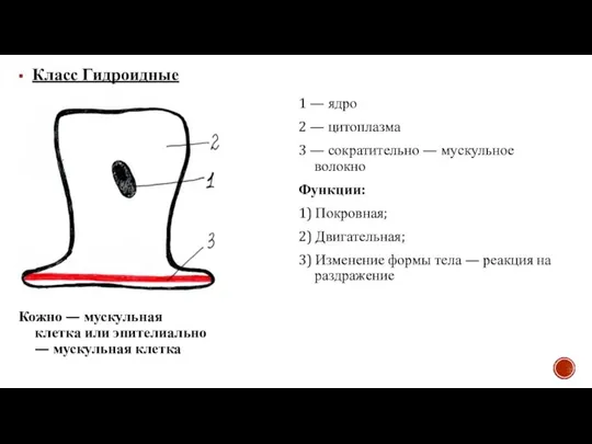 Класс Гидроидные Кожно — мускульная клетка или эпителиально — мускульная клетка 1