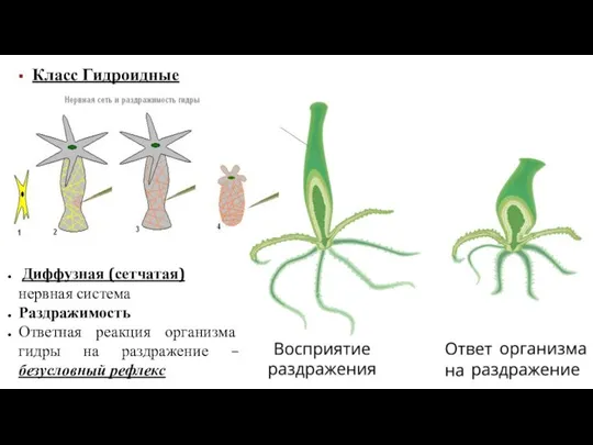 Класс Гидроидные Диффузная (сетчатая) нервная система Раздражимость Ответная реакция организма гидры на раздражение – безусловный рефлекс