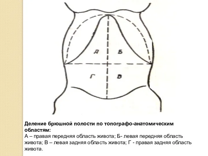 Деление брюшной полости по топографо-анатомическим областям: А – правая передняя область живота;
