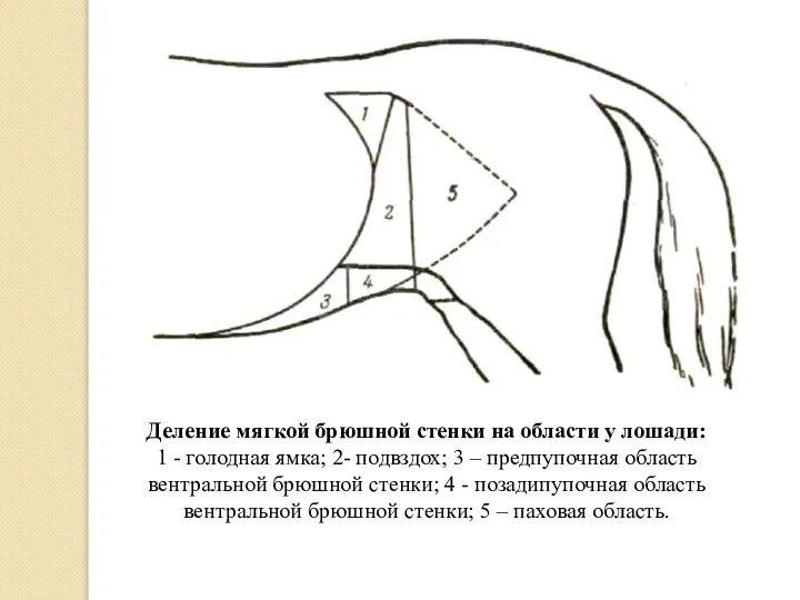 Деление мягкой брюшной стенки на области у лошади: 1 - голодная ямка;