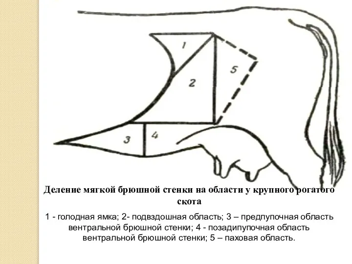 Деление мягкой брюшной стенки на области у крупного рогатого скота 1 -