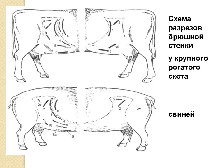 Схема разрезов брюшной стенки у крупного рогатого скота свиней