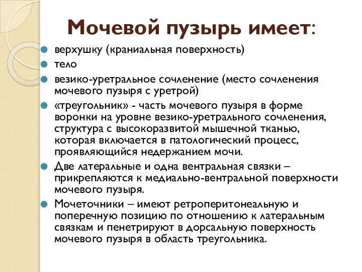 Мочевой пузырь имеет: верхушку (краниальная поверхность) тело везико-уретральное сочленение (место сочленения мочевого