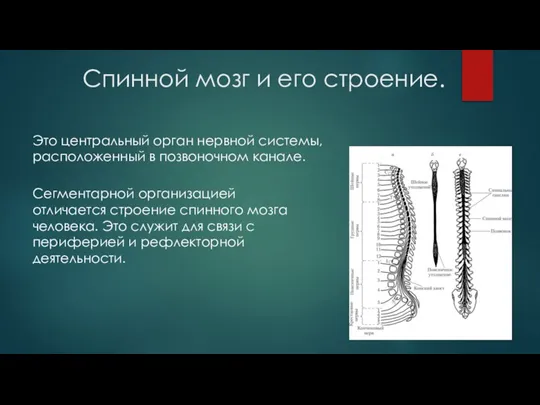 Спинной мозг и его строение. Это центральный орган нервной системы, расположенный в