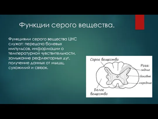 Функции серого вещества. Функциями серого вещества ЦНС служат: передача болевых импульсов, информации