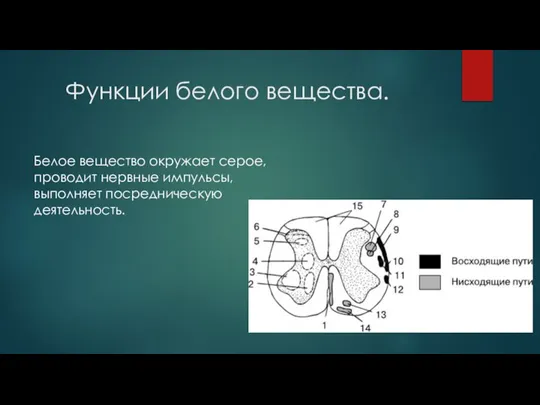 Функции белого вещества. Белое вещество окружает серое, проводит нервные импульсы, выполняет посредническую деятельность.