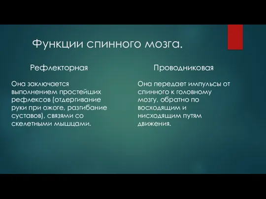 Функции спинного мозга. Рефлекторная Проводниковая Она заключается выполнением простейших рефлексов (отдергивание руки