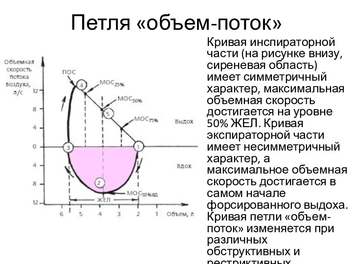 Петля «объем-поток» Кривая инспираторной части (на рисунке внизу, сиреневая область) имеет симметричный