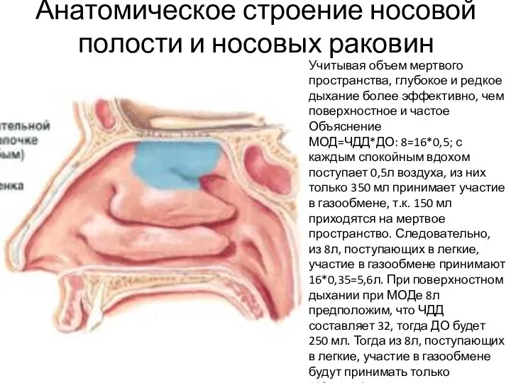 Анатомическое строение носовой полости и носовых раковин Учитывая объем мертвого пространства, глубокое