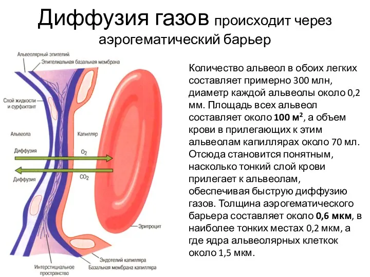 Диффузия газов происходит через аэрогематический барьер Количество альвеол в обоих легких составляет
