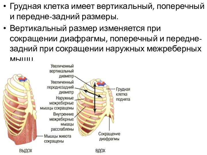 Грудная клетка имеет вертикальный, поперечный и передне-задний размеры. Вертикальный размер изменяется при